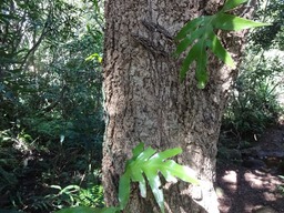 DSC04468 Dimocarpus longan Longani tronc