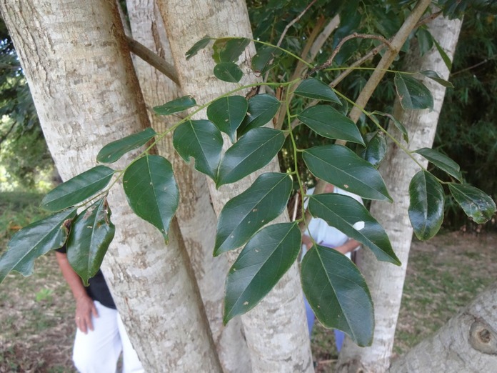 DSC04487 Pterocarpus indicus