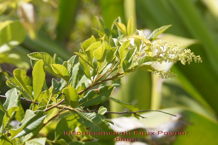 Faux Poivrier blanc- Inflorescence