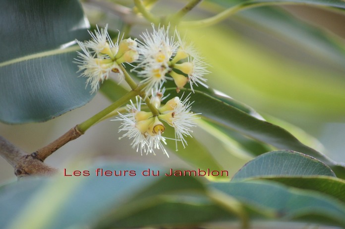 Fleurs du Jamblon - Syzygium cumini - Myrtacée - exo
