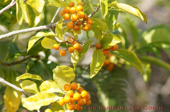 Fruits du Bois de Joli Coeur ou Bois de mangue