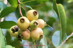 Fruits du Jamerose ou Jamrosat - Syzygium jambos - Myrtacées - exo