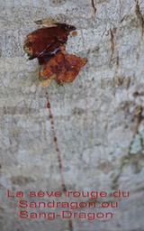 La sève rouge du Sandragon - Pterocarpus indicus - Fabacée - exo