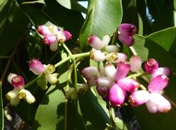 Syzygium cumini
