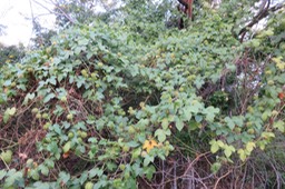 Passiflora fœtida