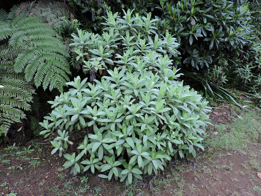 15 psiadia anchusifolia 