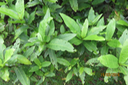 Acalypha integrifolia - Bois de violon ou Bois de Charles - Euphorbiacée 