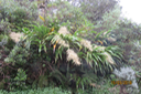 Cordyline mauritiana - Canne marron - LILIACEAE -E RM inflorescence