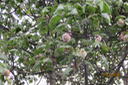 Dombeya ciliata Cordem. - Mahot blanc - Sterculiaceae - endémique de la Réunion