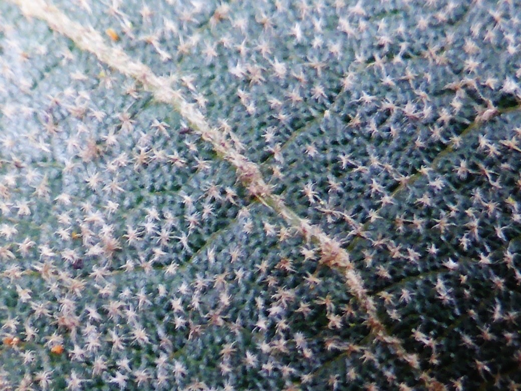 Dombeya ferruginea (1)