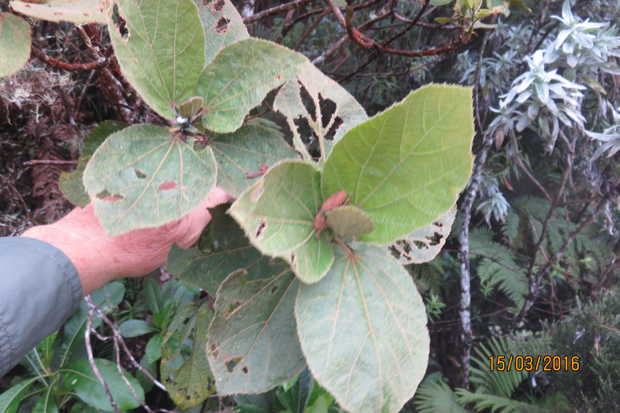 Dombeya ficulnea [syn. punctata] -  Mahot à petites feuilles ; Petit mahot  - Sterculiaceae - endémique de la Réunion