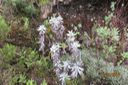 Helichrysum heliotropifolium - Velours blanc ASTERACEE Endémique