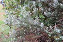 Hubertia tomentosa - Ambaville blanche - Astéracée