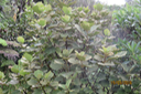 Monimia rotundifolia  - Mapou