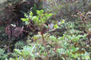  Phyllantus phyllireifolius - Bois de Négresse - Phyllanthacée - B  