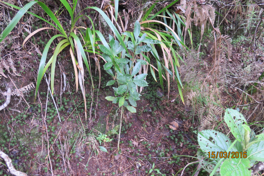 Pittosporum Senacia reticulatum - Bois de Joli cœur des Hauts  - Pittosporacée