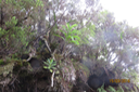 Psiadia laurifolia - Bois de chenilles - Astéracée - B (aucentre dressé sur sa tige)
