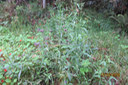 Verbena bonariensis - Verveine sauvage - Verbénacée - exo