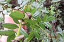 Weinmannia mauritiana - Petit bois de tan - CUNONIACEE Endémique M  