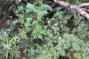 Weinmannia tinctoria - Tan rouge - CUNONIACEE Endémique M  