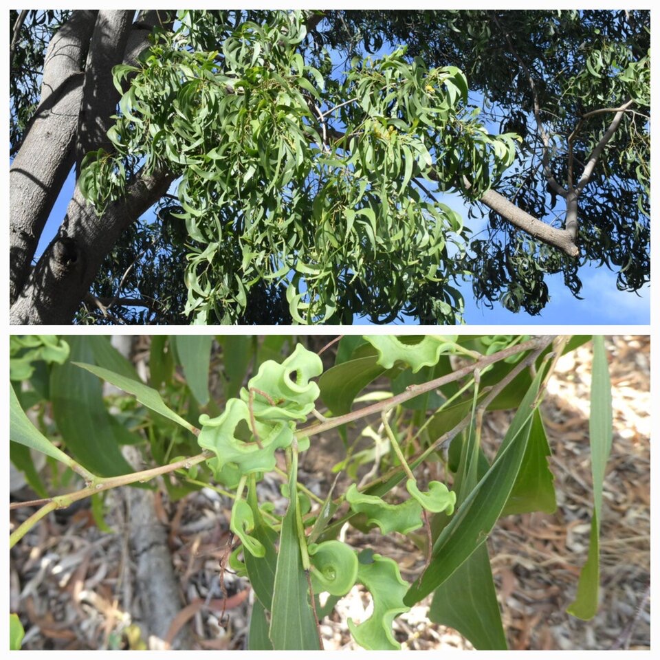 Acacia auriculiformis - FABACEAE - EE