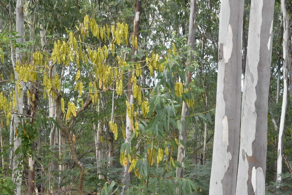 Bois noirs et Eucalyptus