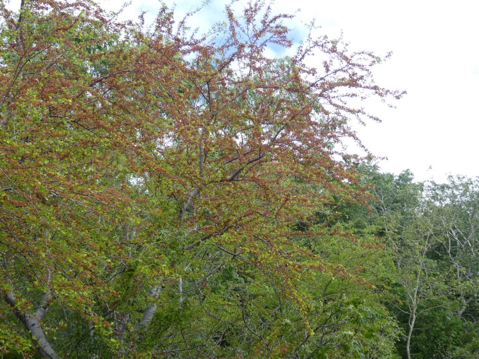 On dirait l'automne... mais c'est le printemps du Tamarin d'Inde (jeunes feuilles)
