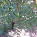 6. Melia azedarach - Lilas de Perse-Margosier - Meliaceae - Exo. Inde. Australie.jpeg