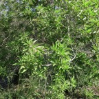 29. Volkameria heterophylla - Bois de chenilles - Lamiaceae - Endémique La Réunion et île Maurice.jpeg