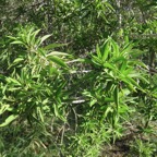 30.Volkameria heterophylla - Bois de chenilles - Lamiaceae - Endémique La Réunion et île Maurice.jpeg
