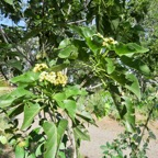 31. Dombeya populnea - Bois de senteur bleu - Malvaceae -Espèce endémique La Réunion et Maurice IMG_4211.JPG.jpeg