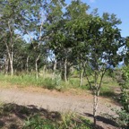 32 Dombeya populnea - Bois de senteur bleu - Malvaceae -Espèce endémique La Réunion et Maurice.jpeg