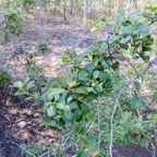 35. Fruits Scutia myrtina - Bois de sinte - Rhamnacée - I Rhamnacée - I.jpeg