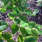 36. Securinega durissima - Bois dur …. - Euphorbiacées - Indigène à La Réunion, à Maurice, à Madagascar.jpeg