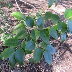 37. Securinega durissima - Bois dur …. - Euphorbiacées - Indigène à La Réunion, à Maurice, à Madagascar.jpeg