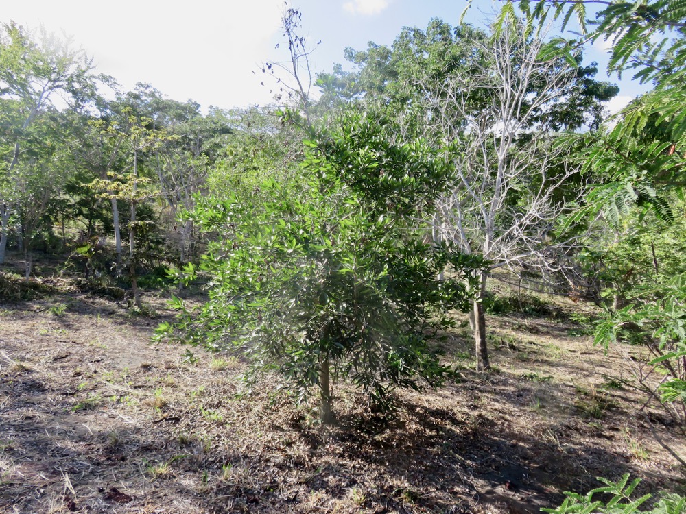 38. Adaptation à la sécheresse - Elaeodendron orientale (Cassine orientalis) - Bois rouge - CELASTRACEAE - endémique de la Réunion de Maurice et de Rodrigues.jpeg