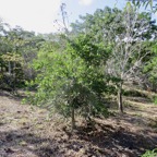 38. Adaptation à la sécheresse - Elaeodendron orientale (Cassine orientalis) - Bois rouge - CELASTRACEAE - endémique de la Réunion de Maurice et de Rodrigues.jpeg