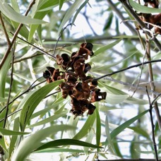 Acacia auriculiformis.( avec ftuits secs ).fabaceae.espèce cultivée..jpeg