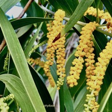 Acacia auriculiformis.( phyllodes et inflorescences)fabaceae.espèce cultivée..jpeg