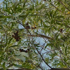Acacia auriculiformis.fabaceae.espèce cultivée. (1).jpeg