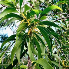 Acacia auriculiformis.fabaceae.espèce cultivée..jpeg