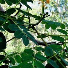 Adenanthera pavonina .bois noir rouge.arbre collier.( avec fleurs )fabaceae.espèce cultivée..jpeg