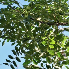 Adenanthera pavonina .bois noir rouge.arbre collier.( avec fruit vert ) fabaceae.espèce cultivée..jpeg