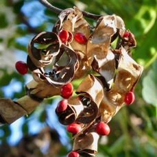 Adenanthera pavonina .bois noir rouge.arbre collier.( fruit mâture ouvert et graines )fabaceae.espèce cultivée..jpeg