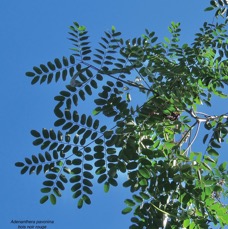 Adenanthera pavonina .bois noir rouge.arbre collier.fabaceae.espèce cultivée. (1).jpeg