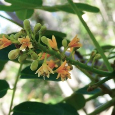 Adenanthera pavonina .bois noir rouge.arbre collier.fabaceae.espèce cultivée. (2).jpeg