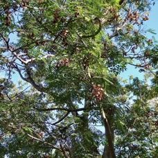 Adenanthera pavonina .bois noir rouge.arbre collier.fabaceae.espèce cultivée..jpeg