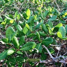 Anacardium occidentale.pomme cajou.anacardier.anacardiaceae.exotique cultivé. (1).jpeg