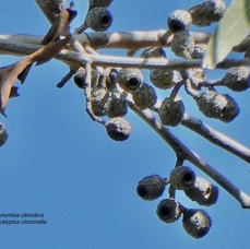Corymbia citriodora.(Eucalyptus citriodora.) eucalyptus citronnelle. fruits .myrtaceae. cultivé..jpeg