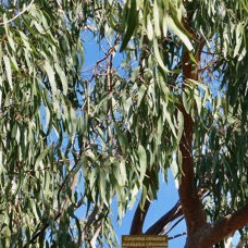 Corymbia citriodora.(Eucalyptus citriodora.) eucalyptus citronnelle.myrtaceae. cultivé..jpeg